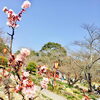 先日、日岡山公園の桜の開花状況を取材してきました♪♪