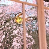 桜まつりin秩父宮記念公園に行ってきた～