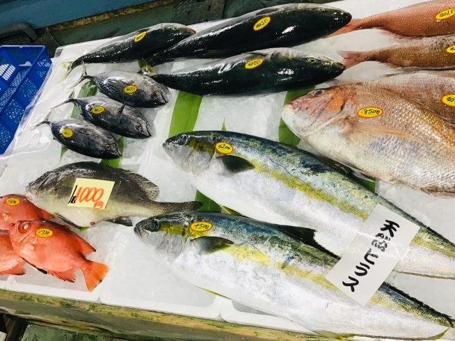 魚魚市場鮮魚コーナーおすすめは チコ鯛 イトヨリ です 魚魚の宿のニュース まいぷれ 佐世保 魚魚市場鮮魚コーナーおすすめは チコ鯛 イトヨリ です 魚魚の宿のニュース まいぷれ 佐世保