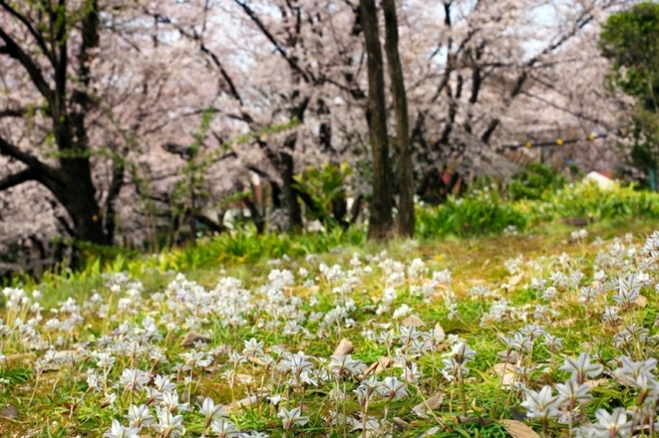 地面から　萌え出ずる　白い花春を感じて　集団行動か