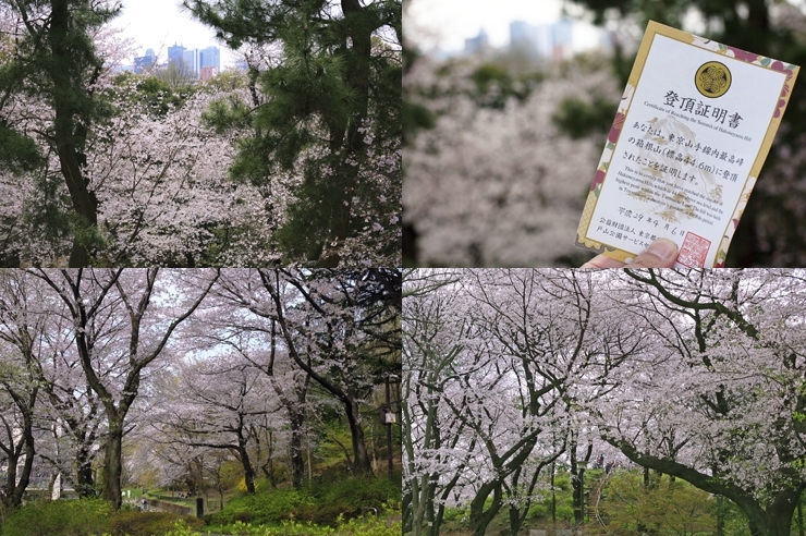 箱根山　登頂したら　証明書を　貰えるよ