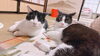 「腫瘍ができた猫丸の猫（=^ェ^=) 整体・オイル・リーディング・占い・顔そり・氣功」