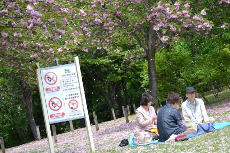 八重桜の花びらが舞う中でお花見を楽しむ