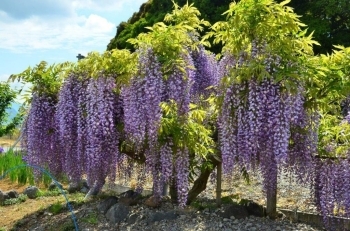 藤棚の藤の花が満開 三島市塚原新田 2017年5月4日 木 まいぷれ三島編集部 三島市 函南町 長泉町 清水町のイベントレポート まいぷれ 三島