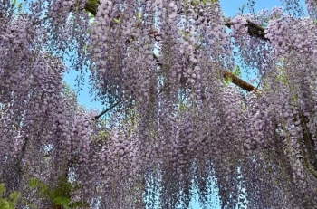 藤の花の天井