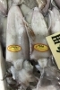 「魚魚市場鮮魚コーナーおすすめは「イサキ」です♪」