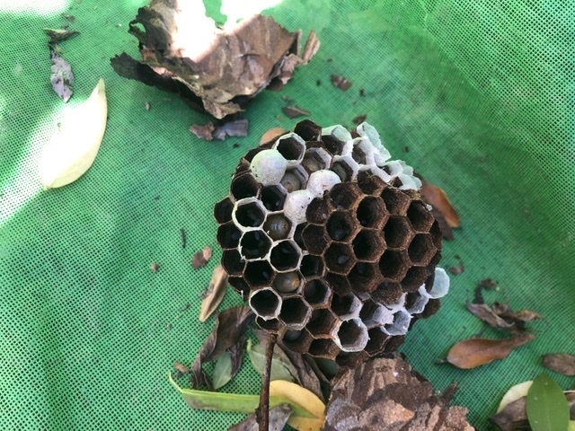 スズメバチの巣を駆除しました「猪名川町でお庭の剪定をしました！」