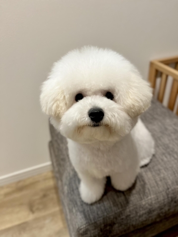 ビションフリーゼ トイプードル トリミング 石狩トリミングサロン Muddydogs Muddy Dogsのニュース まいぷれ 石狩市 ビションフリーゼ トイプードル トリミング 石狩トリミングサロン Muddydogs Muddy Dogsのニュース まいぷれ 石狩市