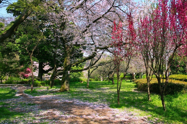 花々のささやきが　聞こえてくる　今年も綺麗に咲いたよね！