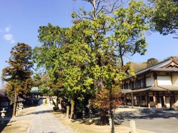日岡神社　正面の道