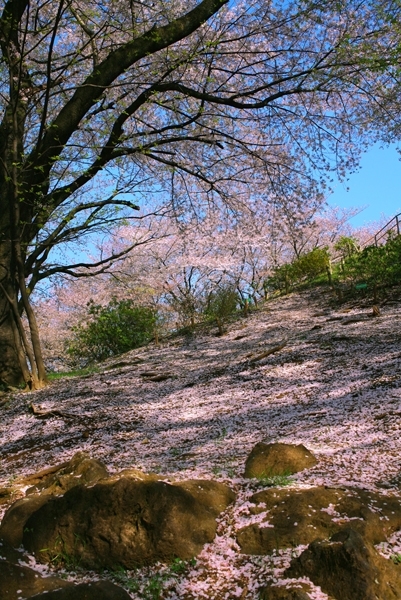 さー　山頂へ　この春　４回目の登頂だ