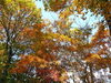 「紅葉」