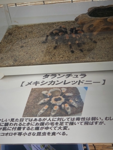 タランチュラ「ヤドカリと触れあえます！！【木更津市民会館の隣りにある総合住宅展示場】」