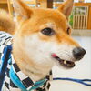 まるちゃん「今日のお友達」
