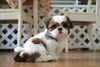 シーズ「子犬情報！お求めやすい税込98,000円〜(^｡^)」