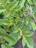 ジャガイモの芽「つくばの秋、畑と地域の知恵がつなぐドンの交流エピソード」
