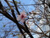 「１１月桜」