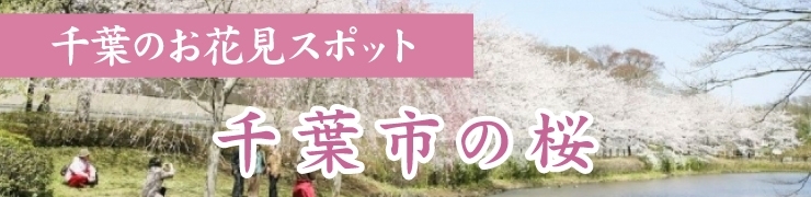 千葉でお花見するならここ！　千葉市の桜情報【2024年】