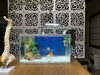 金魚がお迎えします(^^)「松の実整体は１周年を迎えました♪」