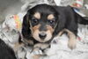 「ミニチュアダックス子犬情報」