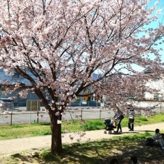 ■安佐南区■桜並木が美しい安川緑道