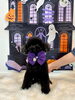 ジョニーくん「Happy Halloween 2026🎃」