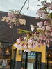 花銀商店街の桜「Good morning Otaru! ◎ 小樽の古民家ゲストハウスより」