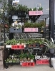 「【はなやHOK皆生店】観葉植物がお得です！」