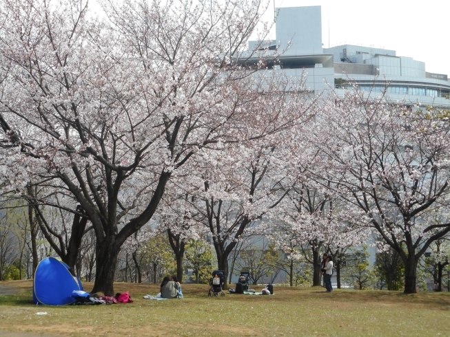 都筑中央公園。「都筑区内ソメイヨシノ（桜）の開花状況（３月２７日現在）」