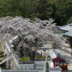 松平　高月院のしだれ桜
