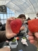 大きなイチゴ！　皆んなお腹いっぱい食べました😊「🍓イチゴ狩りに行ってきました😊　アンティークDEN」