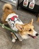 熱を吸収する特殊な繊維を使用したTシャツ「川口本気（ガチ）祭り/夏フェスマルシェに出店しました。」