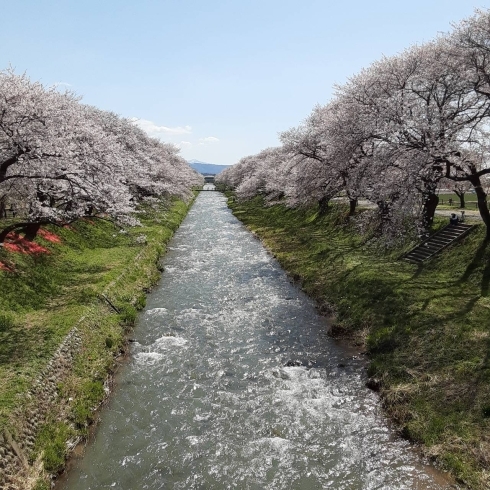 散り始めでしたが　まだまだ綺麗でした「昨日は定休日でした」