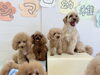とわくん♡もなちゃん♡クッキーちゃん♡ジョアくん「ましゅまろ幼稚園🐾」