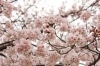 桜スポット特集 佐世保市 佐々町 波佐見町 川棚町の花見スポット まいぷれ 佐世保