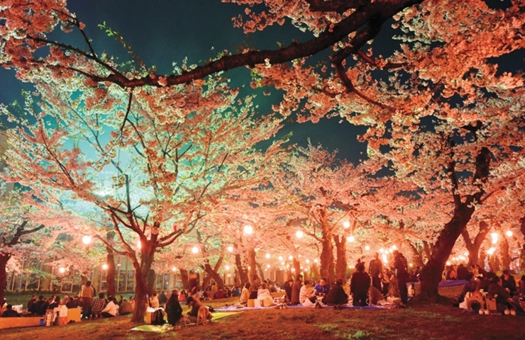 年 函館市のお花見 桜スポット 函館市 北斗市 七飯町 道南の桜スポット紹介 まいぷれ 函館