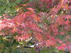 「紅葉です。」