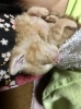 茶虎(オス)「２匹の仔猫ちゃんの里親を大募集しています！」