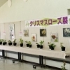 都市緑化植物園　クリスマスローズ展！！(2018)