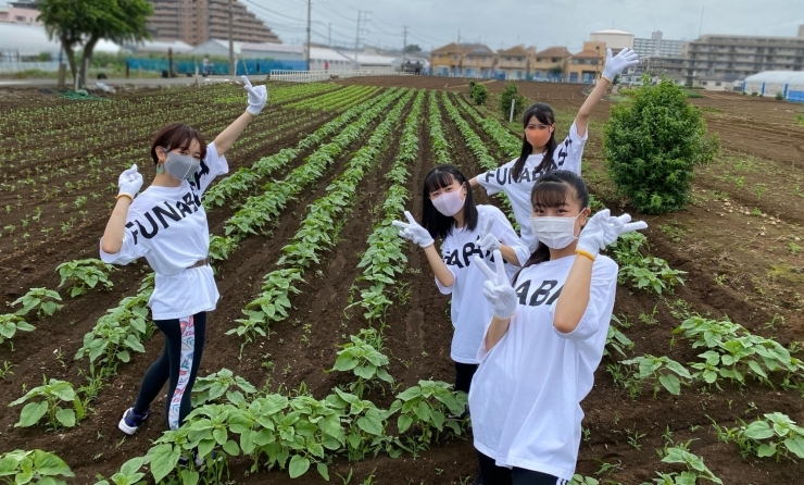 船橋ひまわり娘が 船橋の畑に ヒマワリの種を植えた というお話 船橋トピックス 身近にあるニュースを日々お届け まいぷれ 船橋市