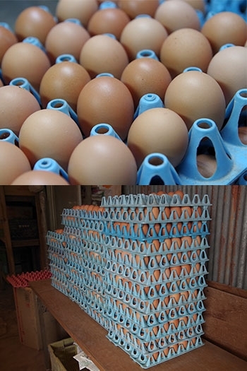 手摘みで大切に取り上げられた卵たちは表面の艶が違います。「ささきの玉子」