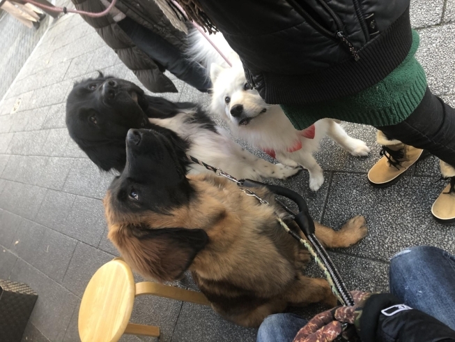 「柴又の名犬！かわいいトリプルワンちゃん♪{柴又駅近♪葛飾散歩♪昼飲み♪映える喫茶♪レトロ♪食べ歩き最高♪子連れok♪ランチ♪お持ち帰り♪テラス席♪｝」