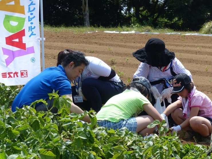 あれ？　鈴木市長も一緒に収穫作業中！