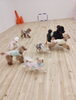 「ましゅまろ幼稚園」