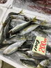 「魚魚市場鮮魚コーナーおすすめは「イサキ」です♪」