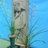 幽玄的魅力を持つ古典園芸植物 寒蘭展