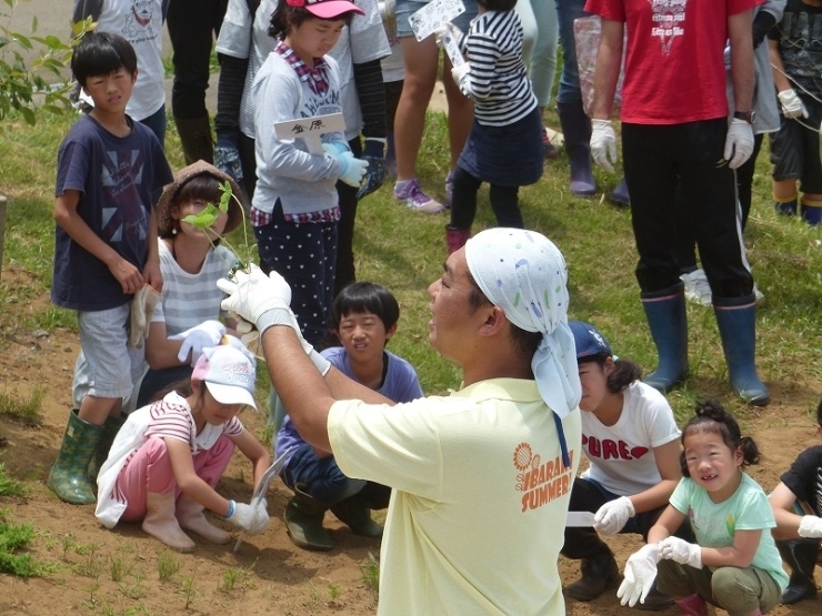 大豆の苗の上手な植え方を説明してくれているお兄さん…<br>茨城県鹿行農林事務所　行方地域農業改良普及センター　主任　小菅一真氏