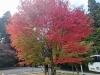 「【西条市丹原町】西山興隆寺の紅葉！（2022年11月15日撮影）」