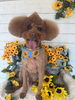 「🌻8月のトリミング予約受付中！蕨駅東口のDog Salon MAROUBRA🌻」