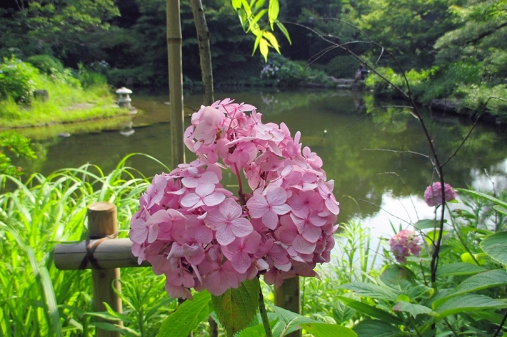 梅雨入りしたのに　雨が少なく暑いせいか　ちょっぴりうなだれ気味